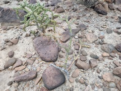 Cylindropuntia molesta