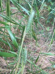 Elymus virginicus virginicus