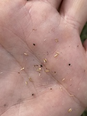 Eleocharis melanocarpa