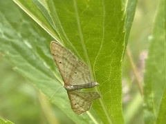 Idaea humiliata