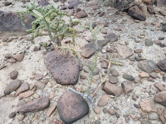 Cylindropuntia molesta