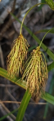 Carex paleacea