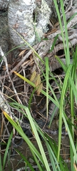 Carex paleacea