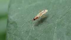 Campyloneura virgula