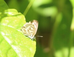 Leptotes plinius