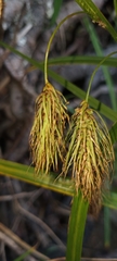 Carex paleacea