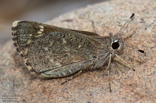 Amblyscirtes texanae