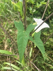 Calystegia silvatica fraterniflora