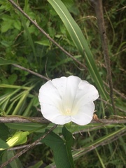 Calystegia silvatica fraterniflora