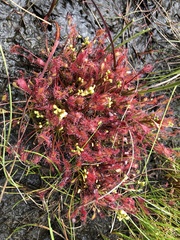Drosera anglica