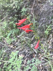 Penstemon barbatus