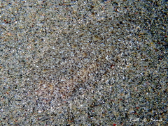 Arnoglossus