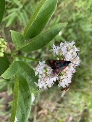 Zygaena angelicae
