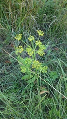 Pastinaca sativa sativa