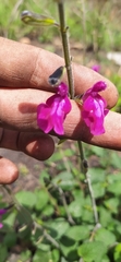 Salvia dichlamys