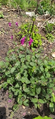 Salvia dichlamys