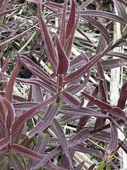 Castilleja unalaschcensis