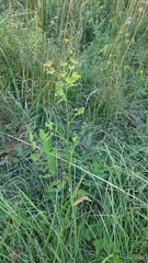Pastinaca sativa sativa