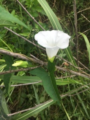 Calystegia silvatica fraterniflora