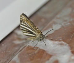 Isturgia limbaria