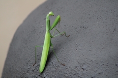 Paramantis