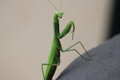 Paramantis
