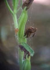 Cephalanthera damasonium