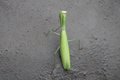 Paramantis