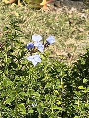 Plumbago auriculata
