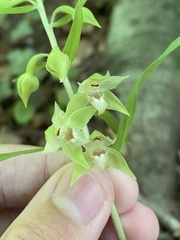 Epipactis leptochila
