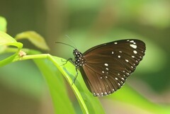 Euploea phaenareta