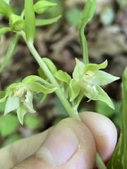 Epipactis leptochila