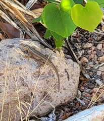 Sceloporus cowlesi