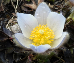 Pulsatilla vernalis