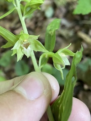 Epipactis leptochila