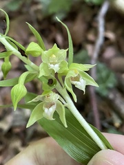Epipactis leptochila