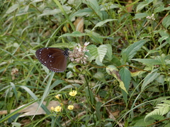 Euploea tulliolus