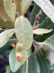 Dryocosmus juliae