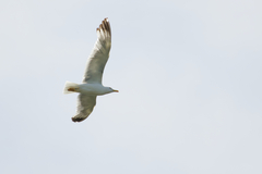 Larus michahellis michahellis