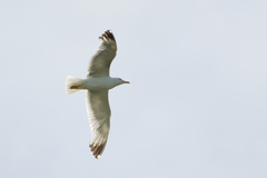 Larus michahellis michahellis