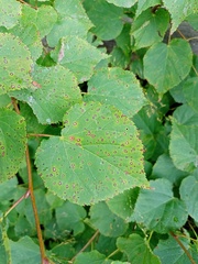 Paracercosporidium microsorum