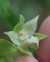 Epipactis leptochila