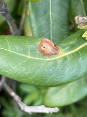 Dryocosmus juliae