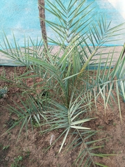 Arecaceae