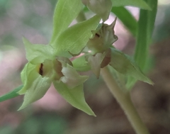 Epipactis leptochila