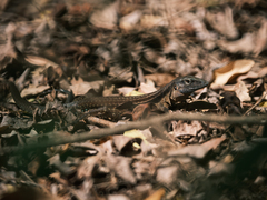 Aspidoscelis guttatus