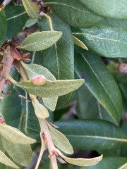 Dryocosmus juliae