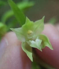 Epipactis leptochila