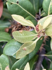 Dryocosmus juliae