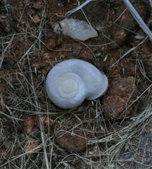Dorcasia